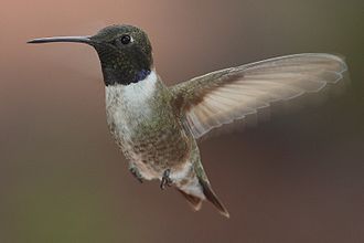 Il colibrì maschio