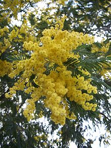 Acacia dealbata, comunemente nota come Mimosa 